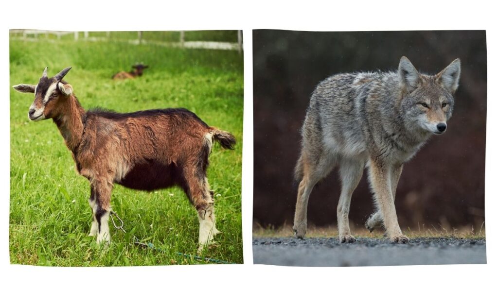 a goat and a coyote side by side