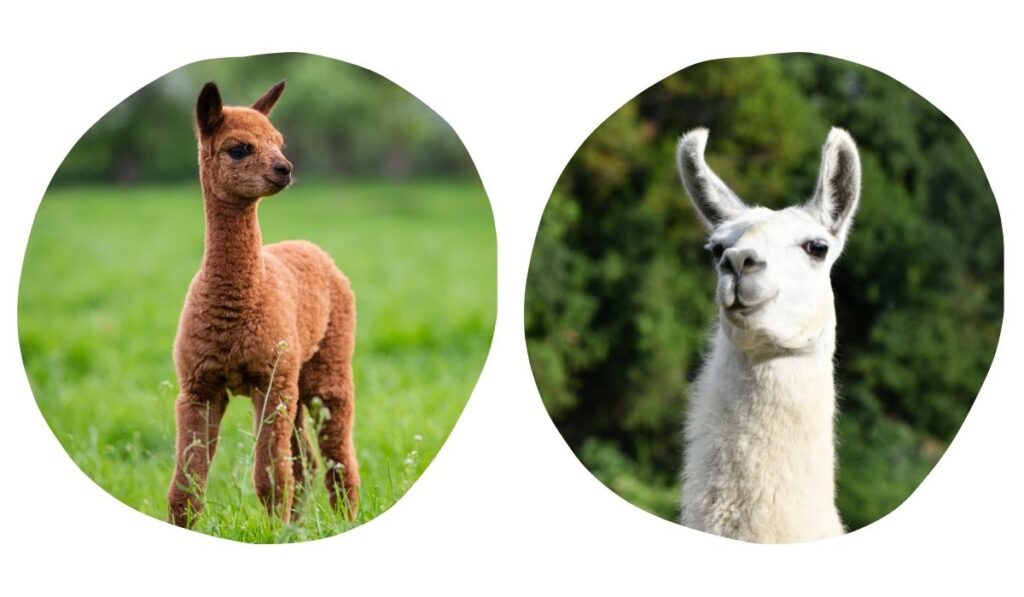 alpaca and llama