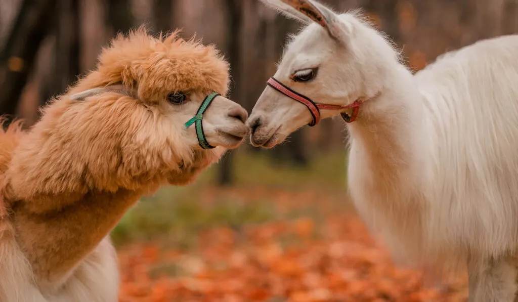 alpaca llama kissing