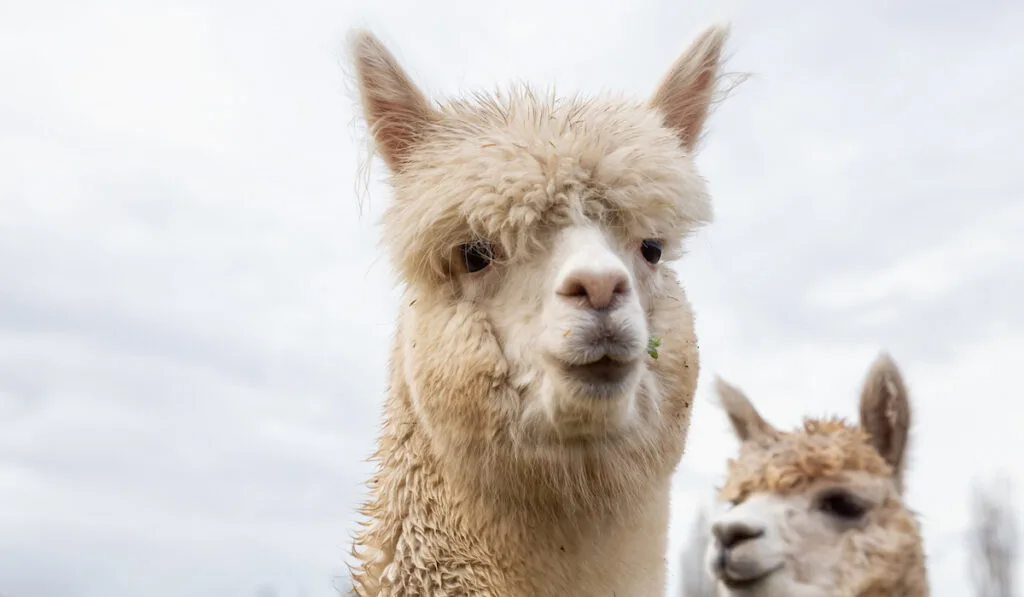 alpaca pointy ears