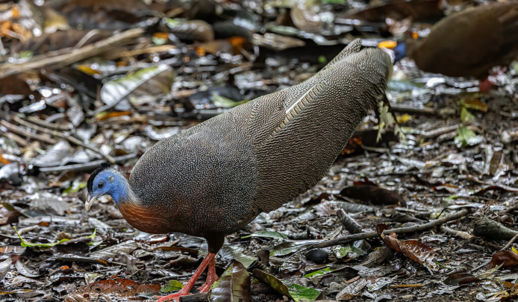 argus pheasant 