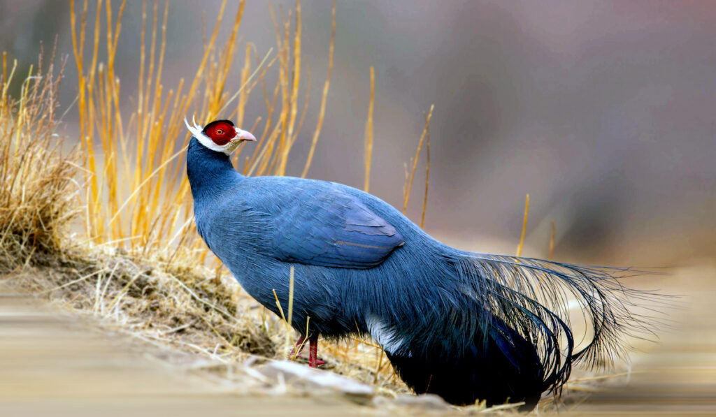 blue-eared pheasant