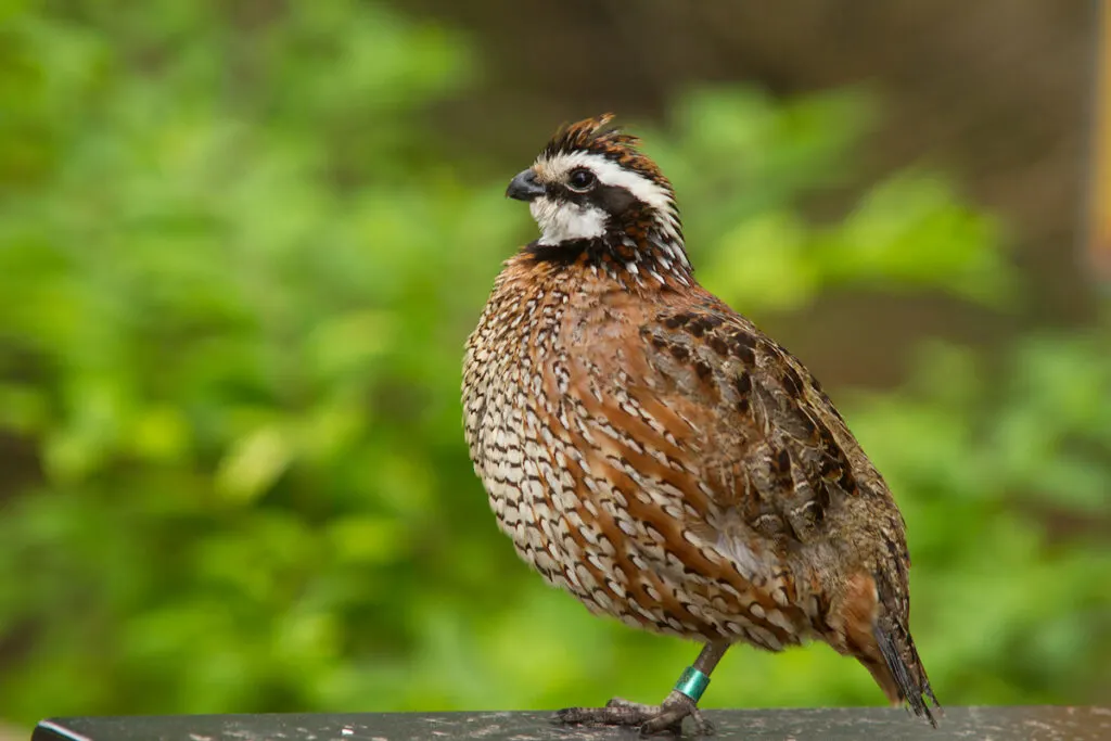 bob white quail