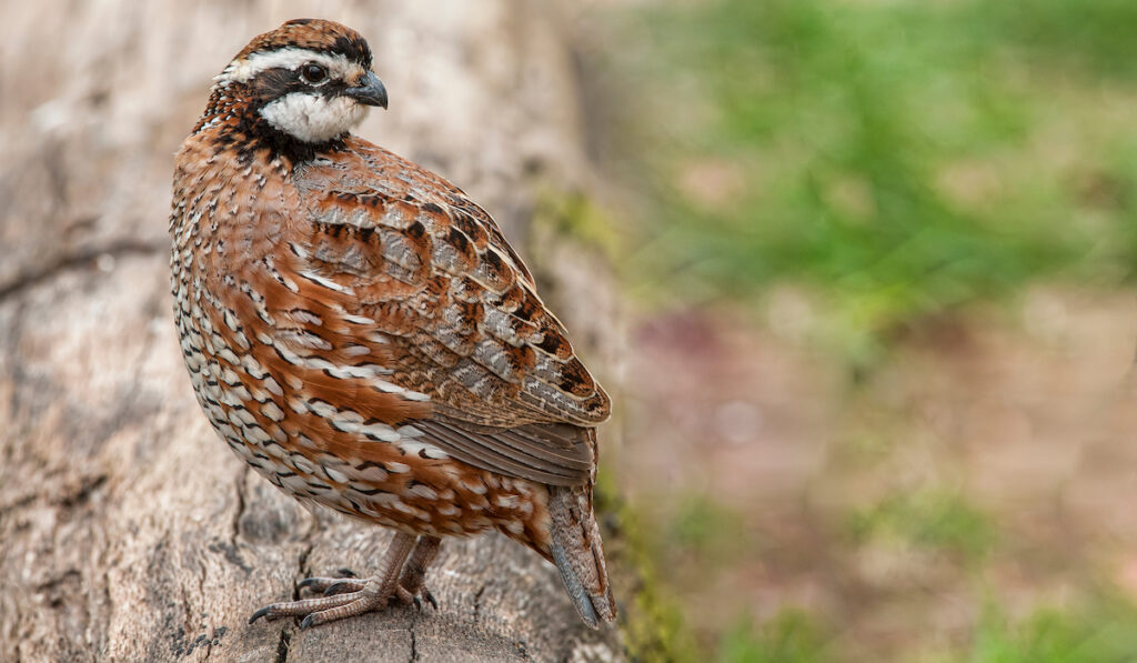 bobwhite quail 