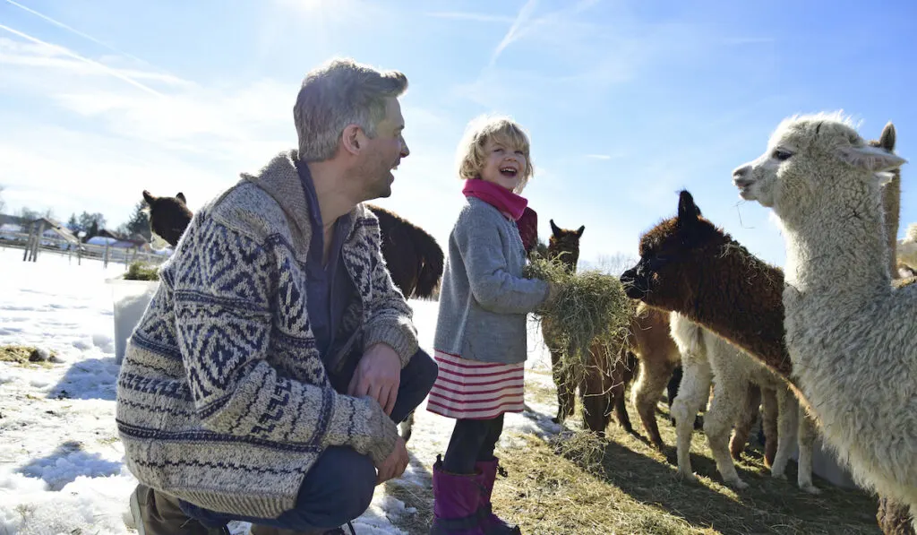 bonding with llamas