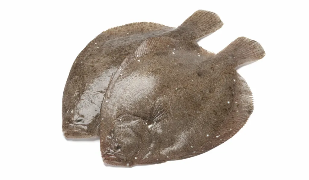 brill flat fish