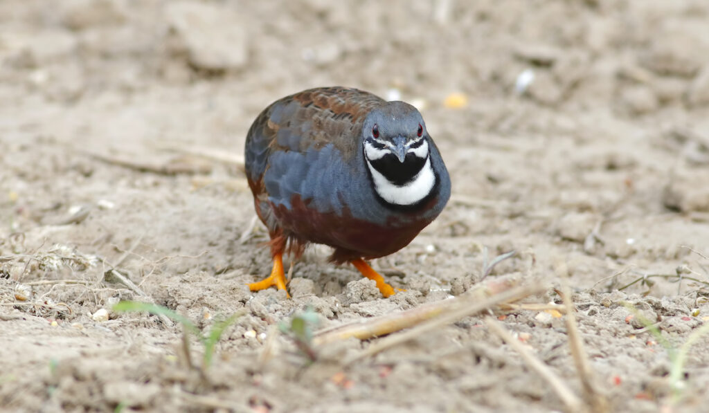 buttonking quail