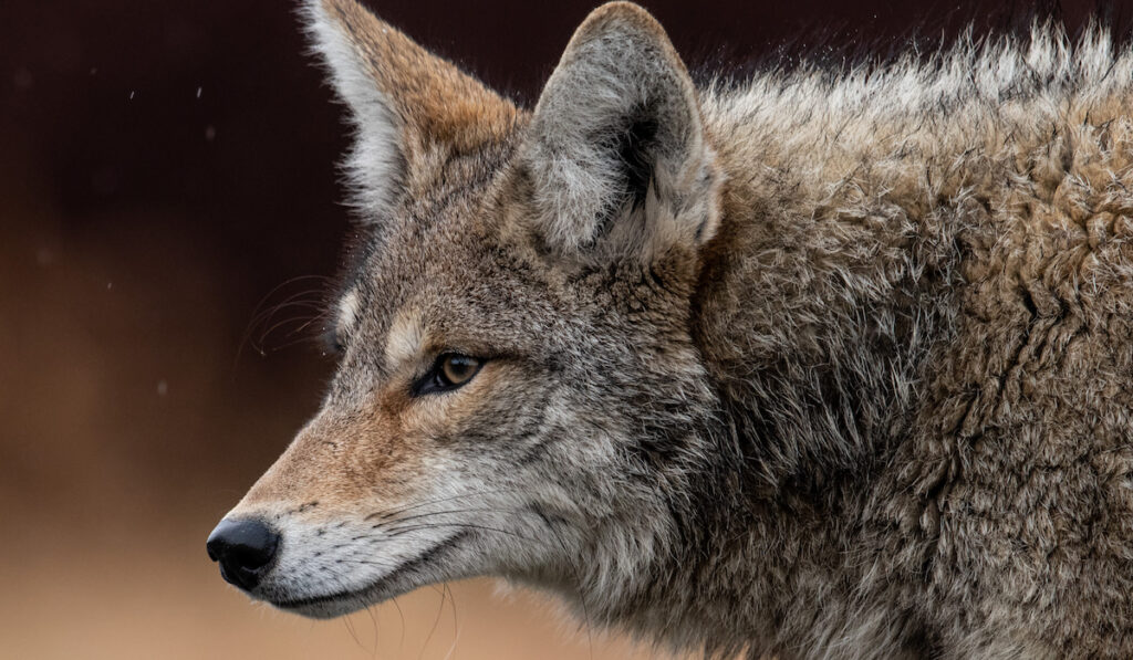 canadian coyote closeup