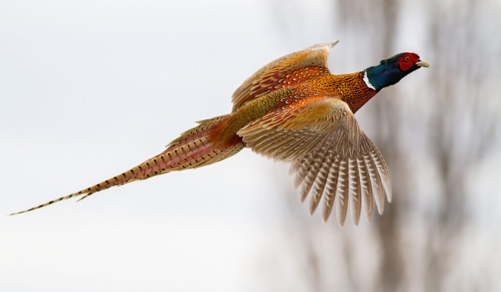 common pheasant taking flight