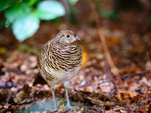 What Can Quail Not Eat? - 9 Items - Farmhouse Guide