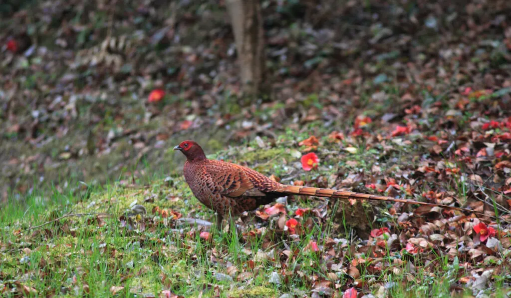 copper pheasant