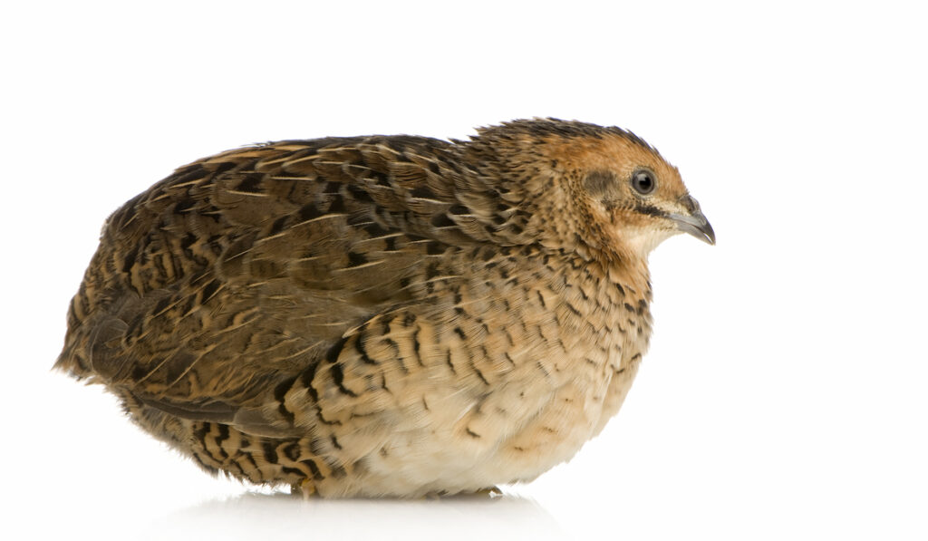 coturnix quail