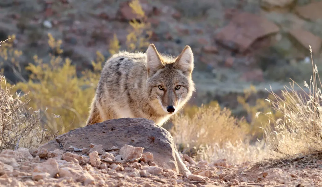coyote stalking