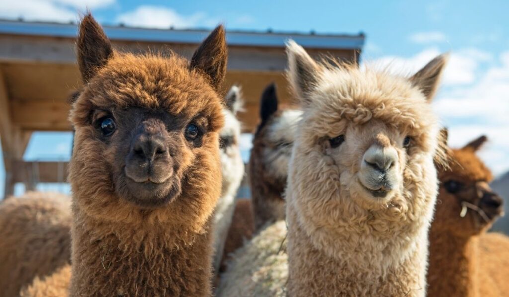 cute alpacas
