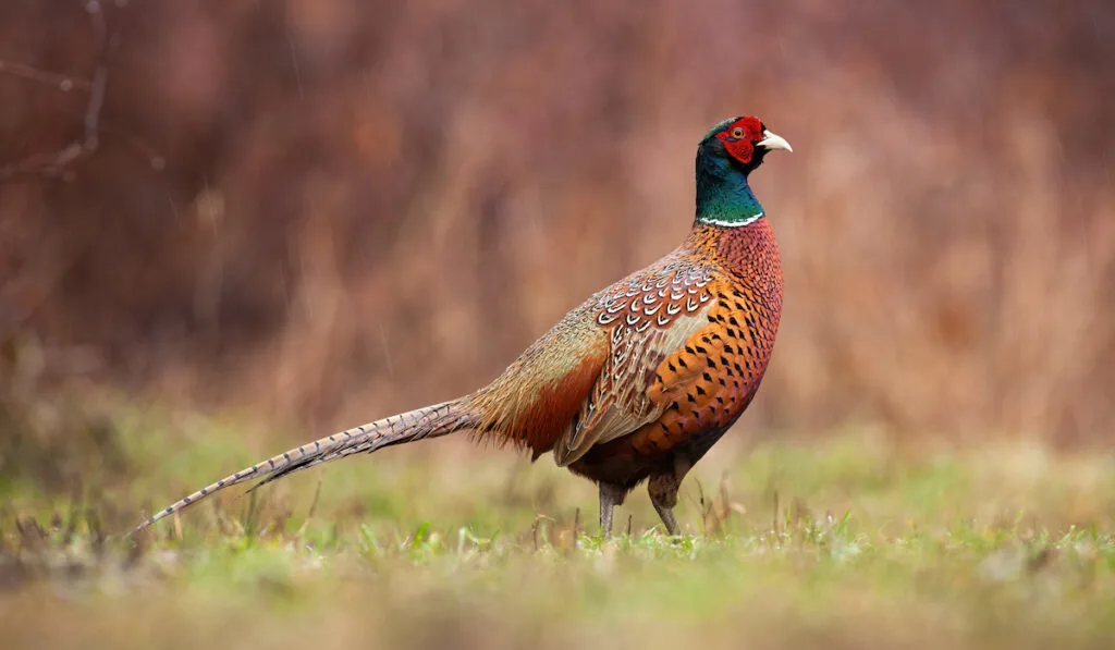 dominant common pheasant