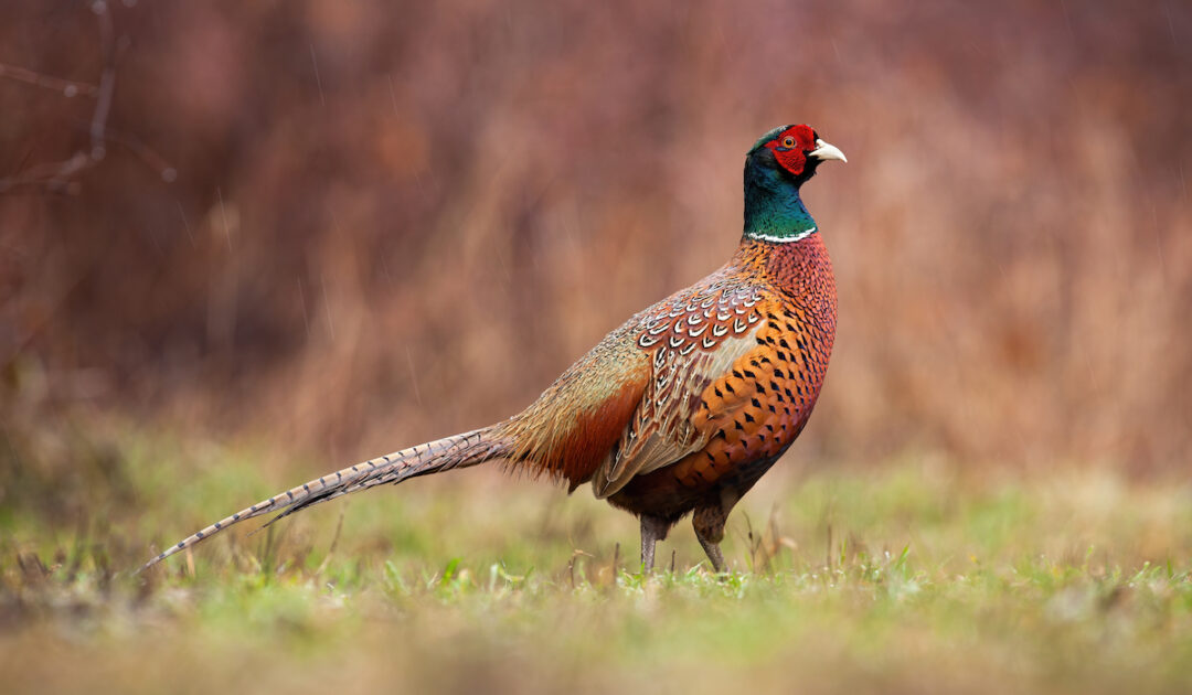 What Do Pheasants Eat Complete Guide Farmhouse Guide
