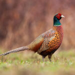 What Do Pheasants Eat – Complete Guide