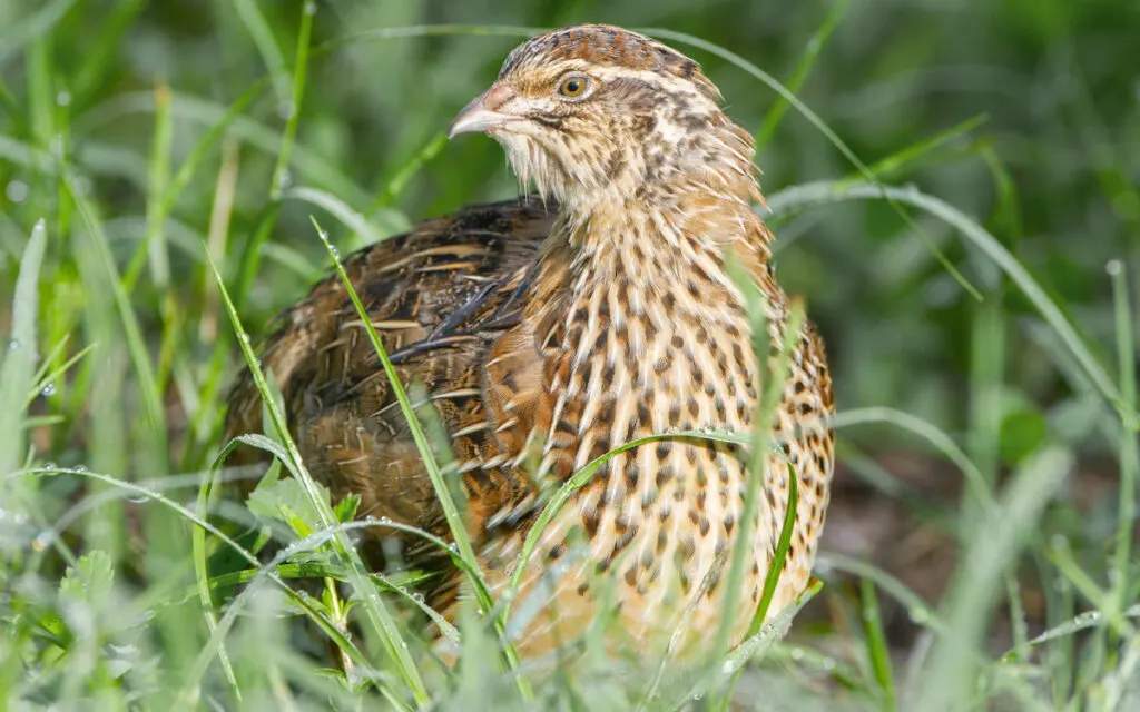 european quail