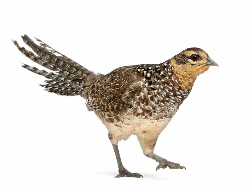 female reeve's pheasant