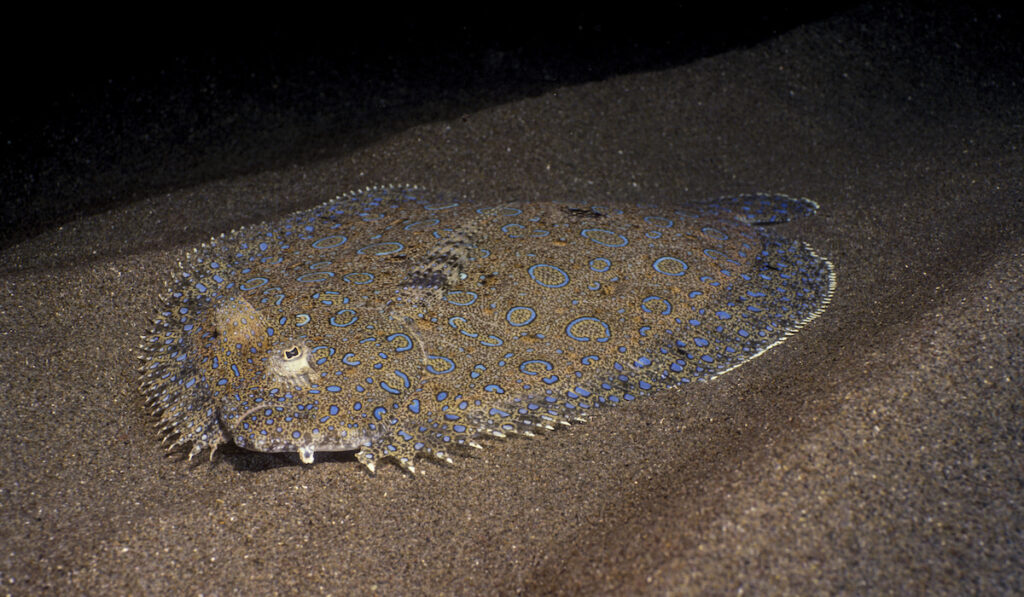 flounder on seafloor
