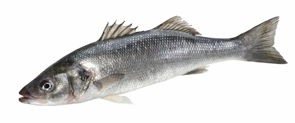 fresh branzino