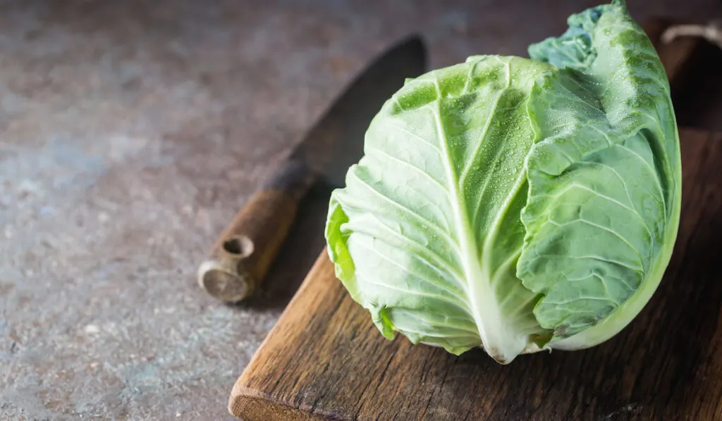 fresh green cabbage