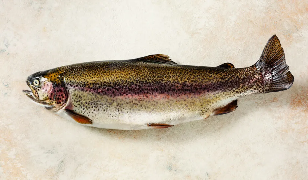 fresh trout