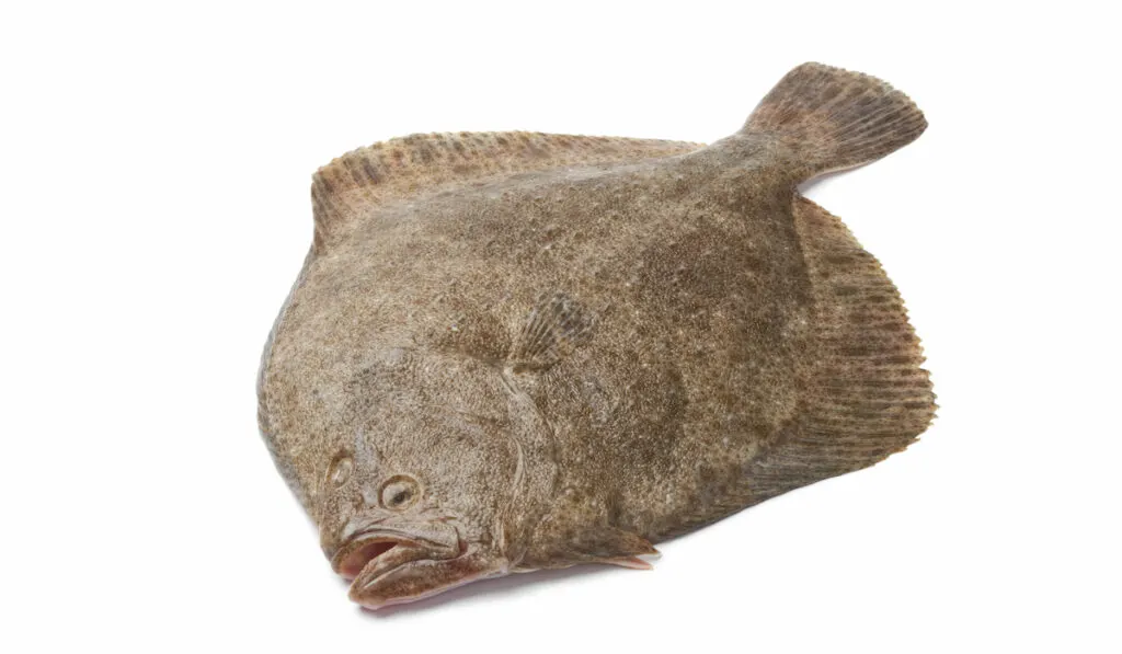 fresh turbot