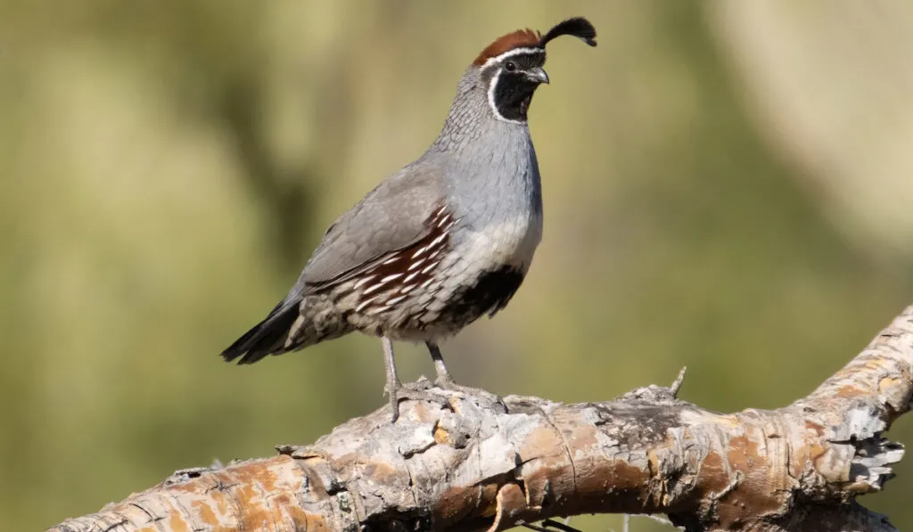 gambel quail