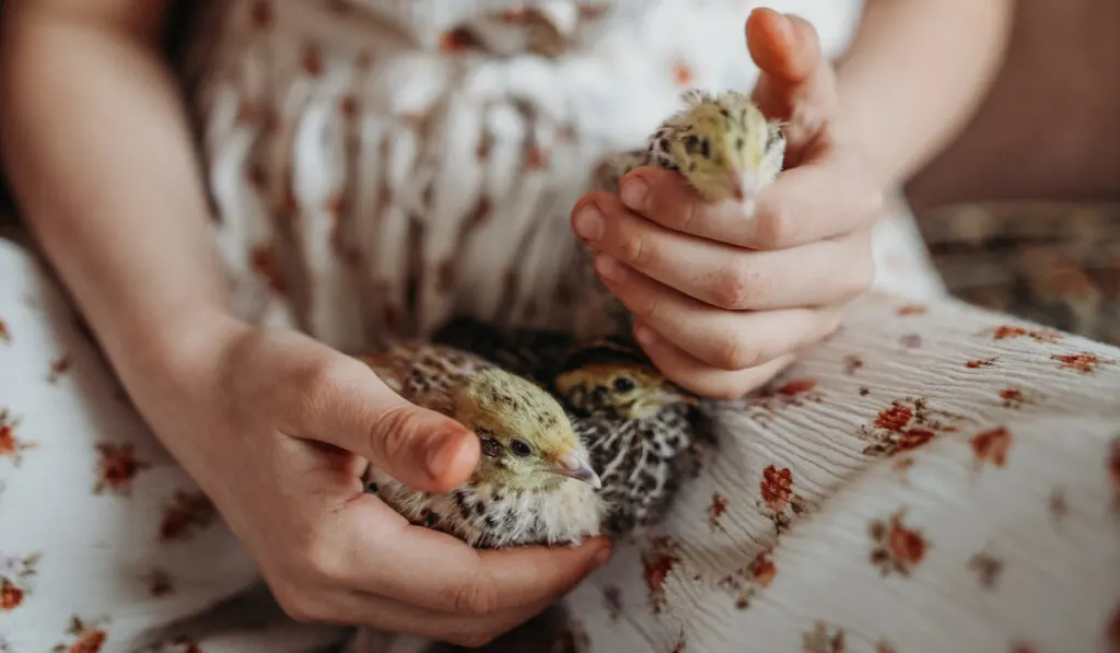 girl holding quail