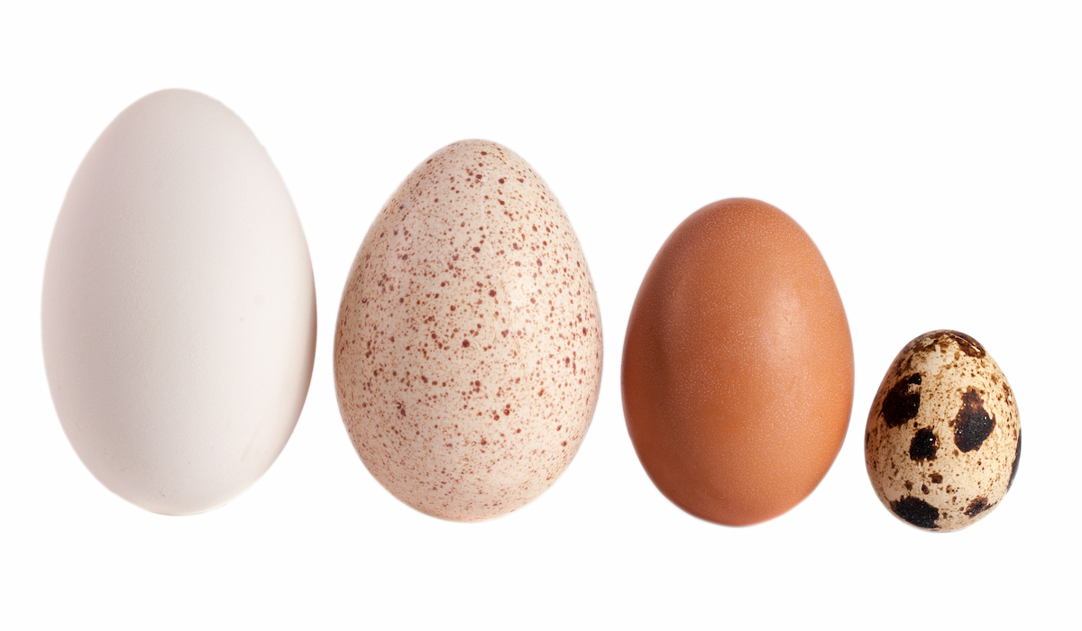 When Do Turkeys Start Laying Eggs (And 11 Other Fun Facts About Turkey