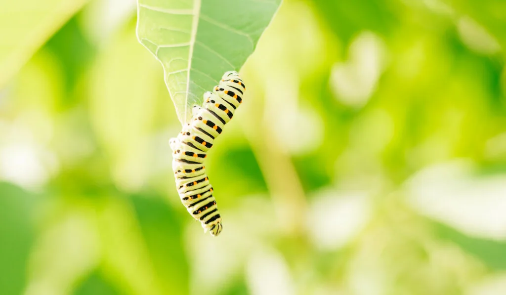 green caterpillar