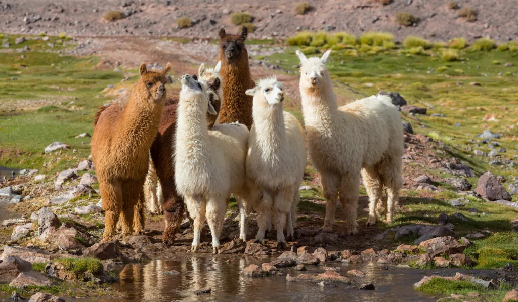 group of llama