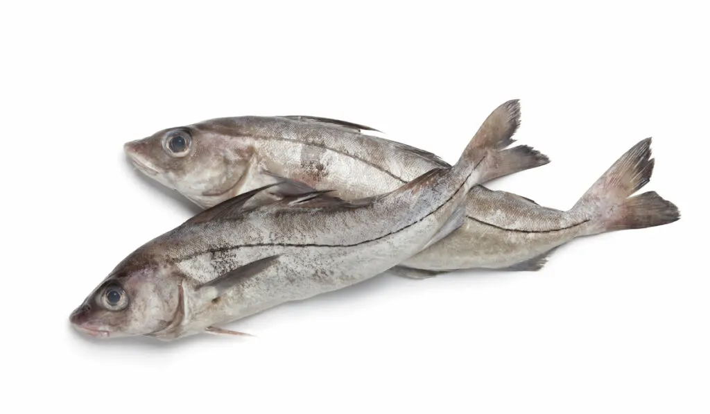 haddock fish