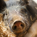 Top 10 Pig Breeds for Beginners