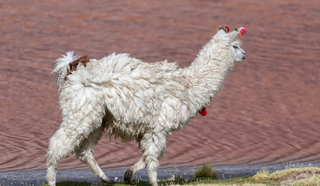 llama camelid