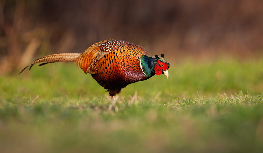 male pheasant scouting for food
