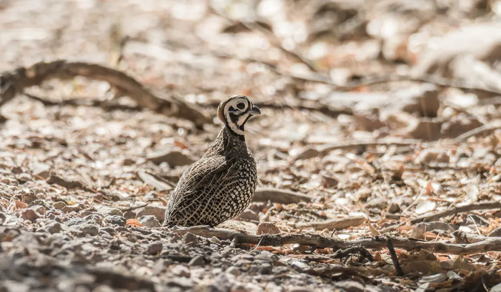 mearns quail