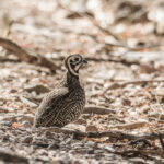 9 Types of Quail You Can Raise on the Farm