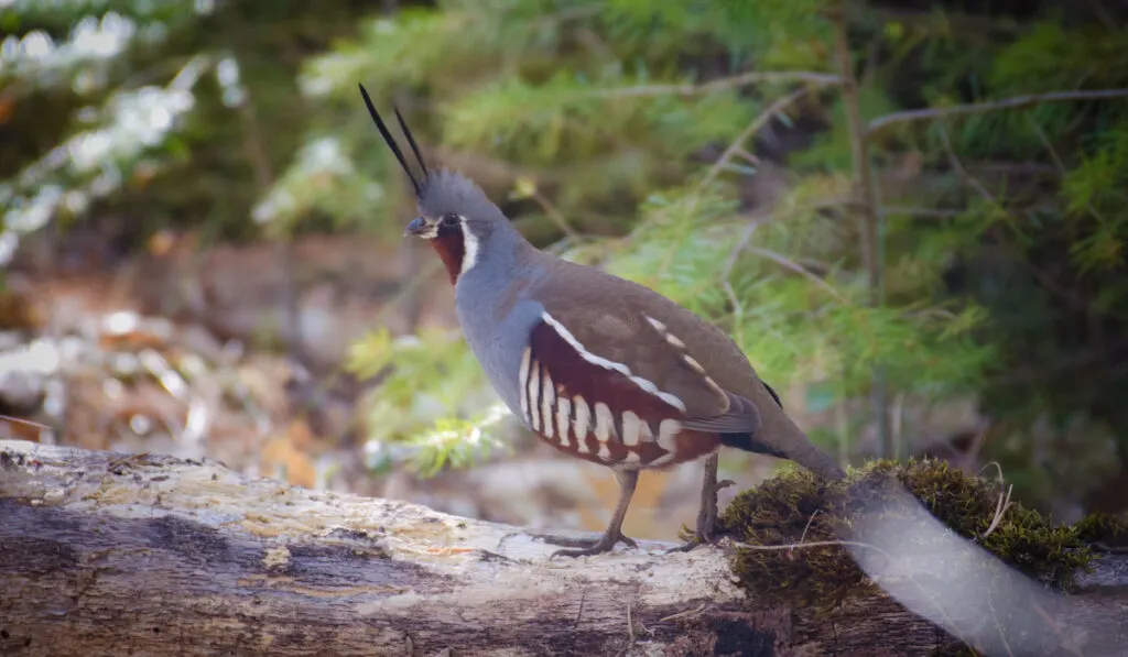 mountain quail