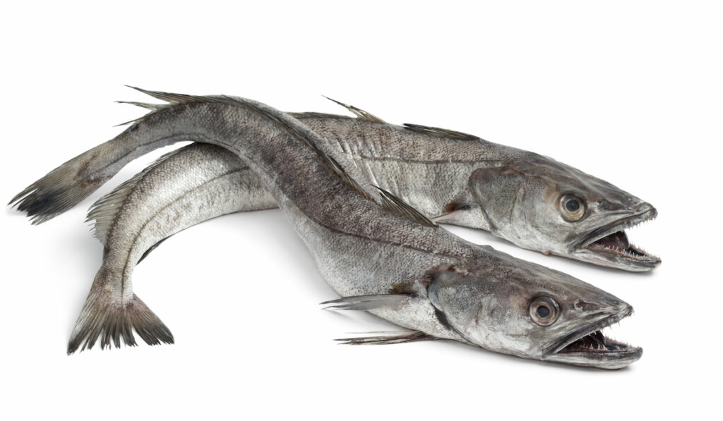 pair of hake fish