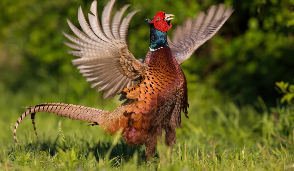 pheasant showing off wings