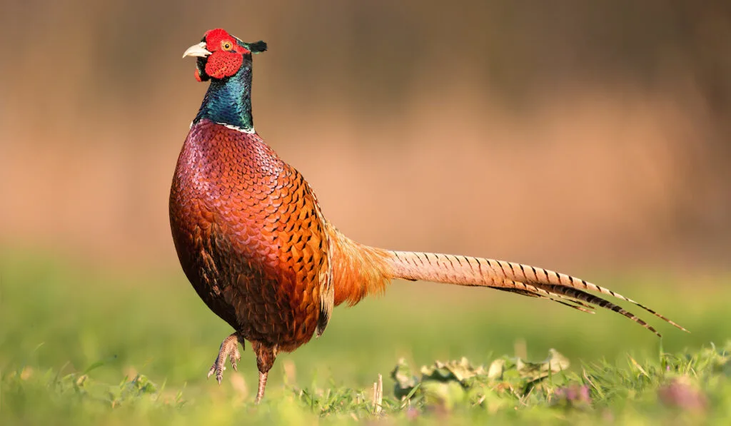 pheasant standing