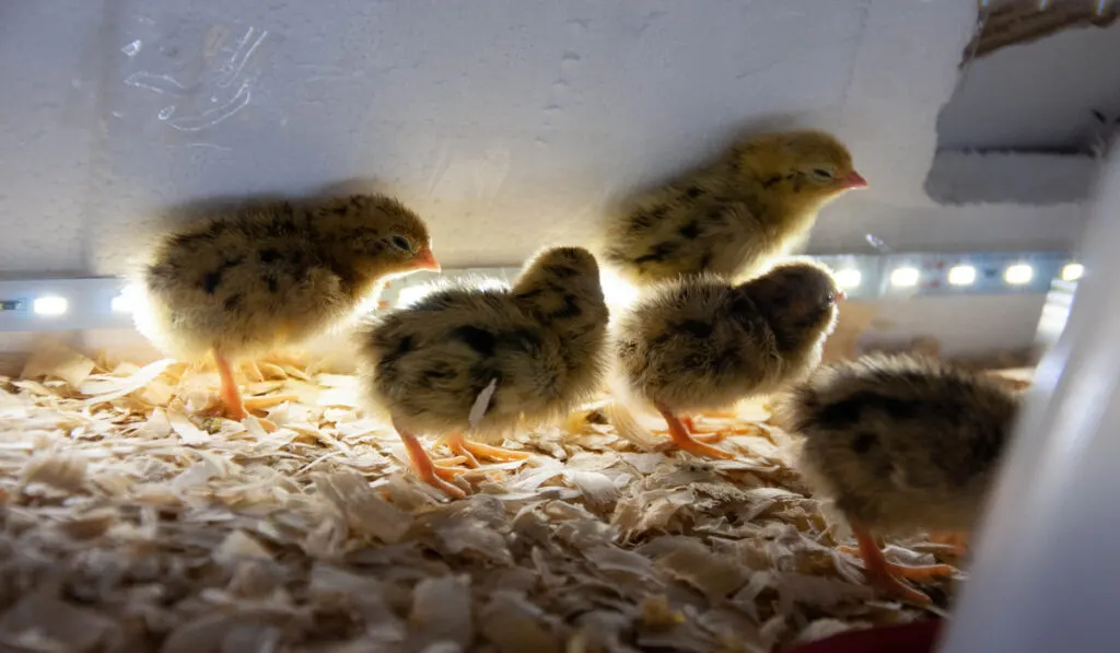 quail chicks warming