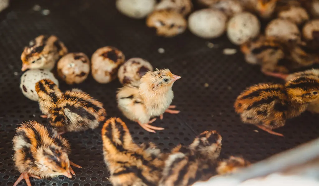 quail hatchlings