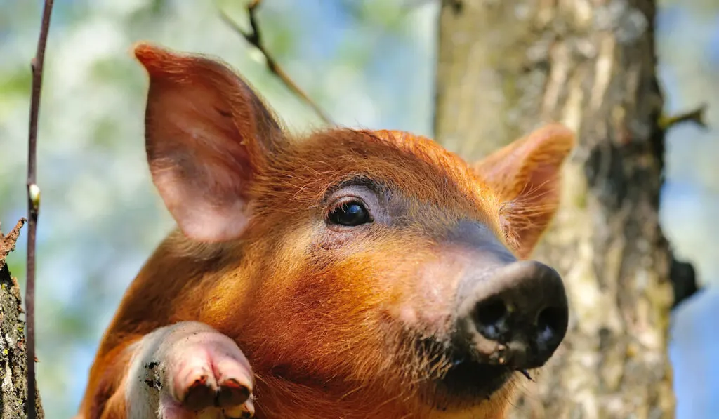 red wattle pig