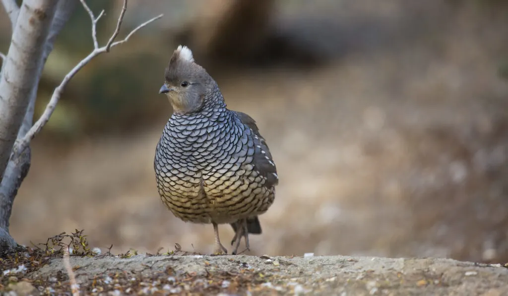 scaled quail