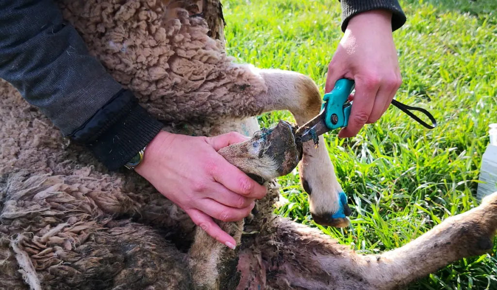 sheep hoof cleaning