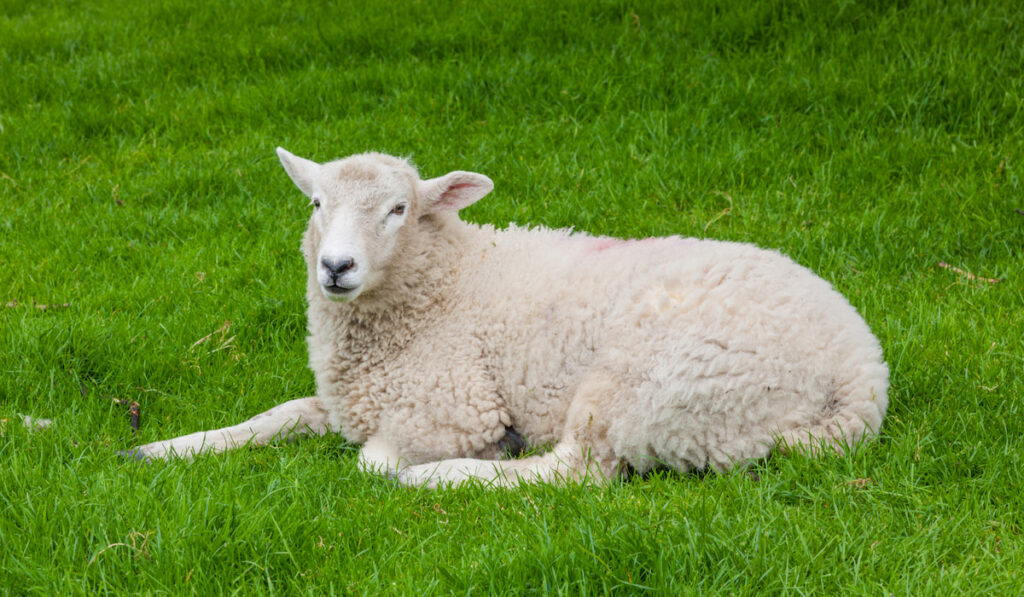 sheep resting