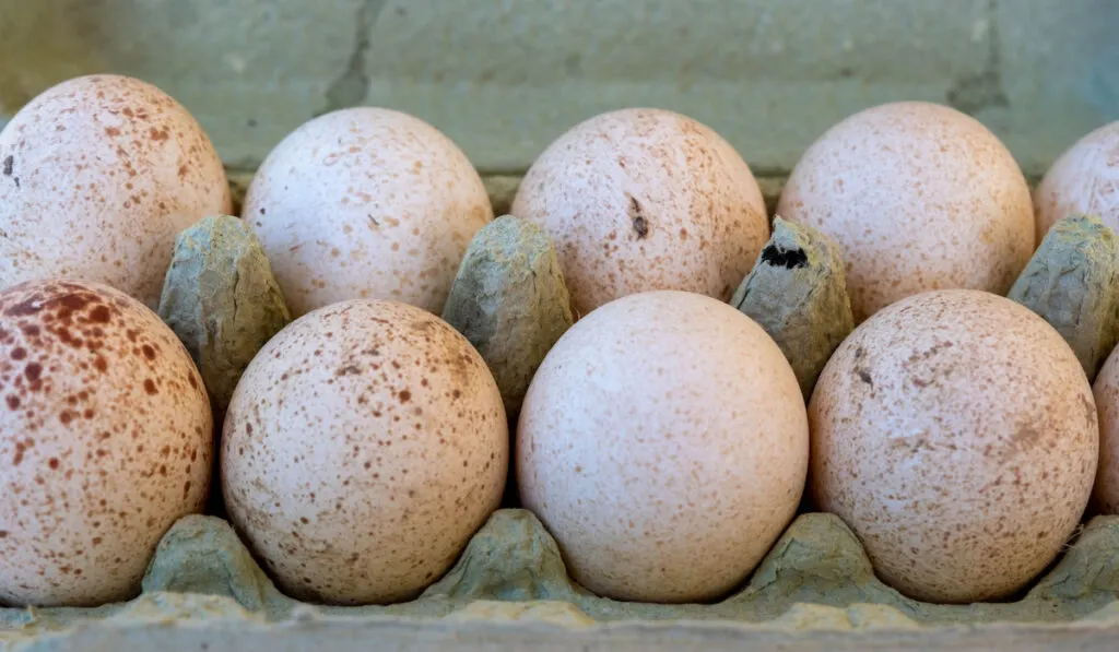 turkey eggs in box